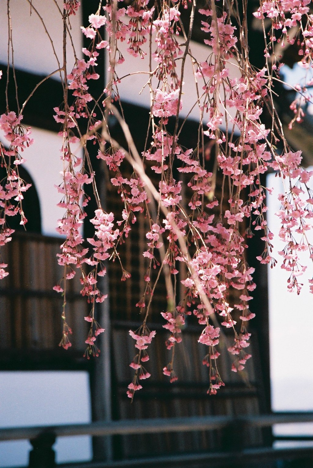 善峯寺