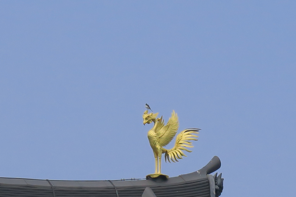 鳳凰+背黒鶺鴒