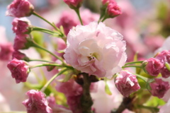 八重櫻　松月