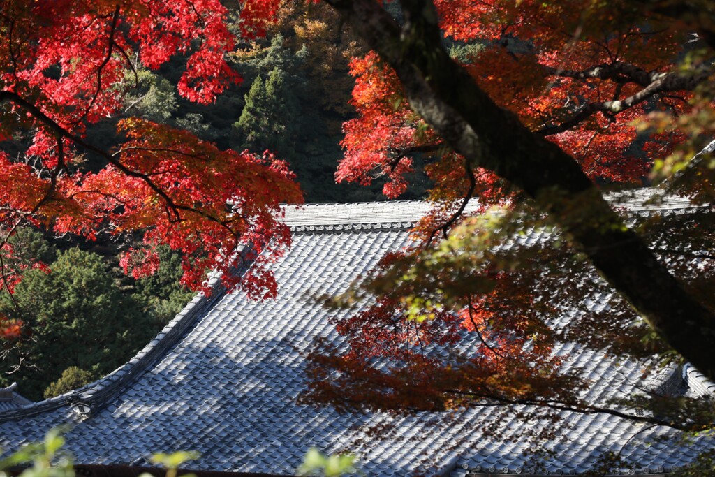 秋色詰め合わせ　伍