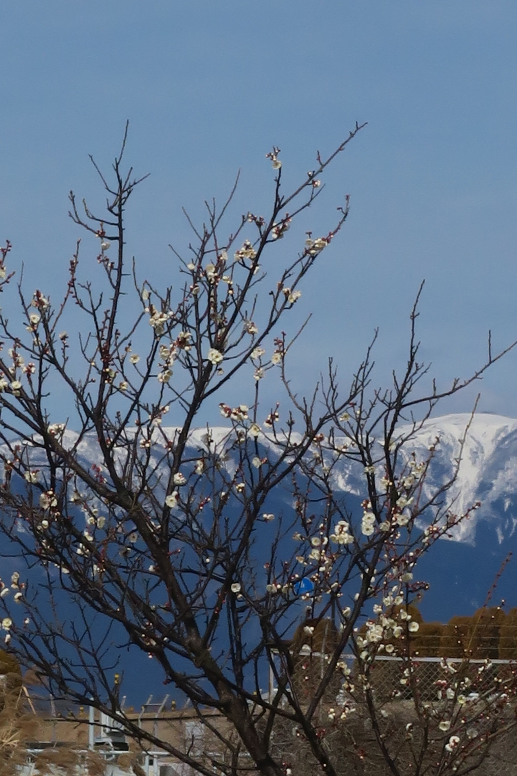 雪山と白梅　2