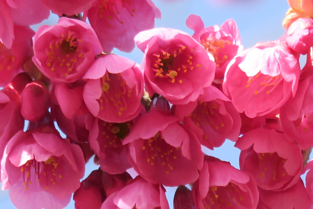 櫻の競演　寒緋桜