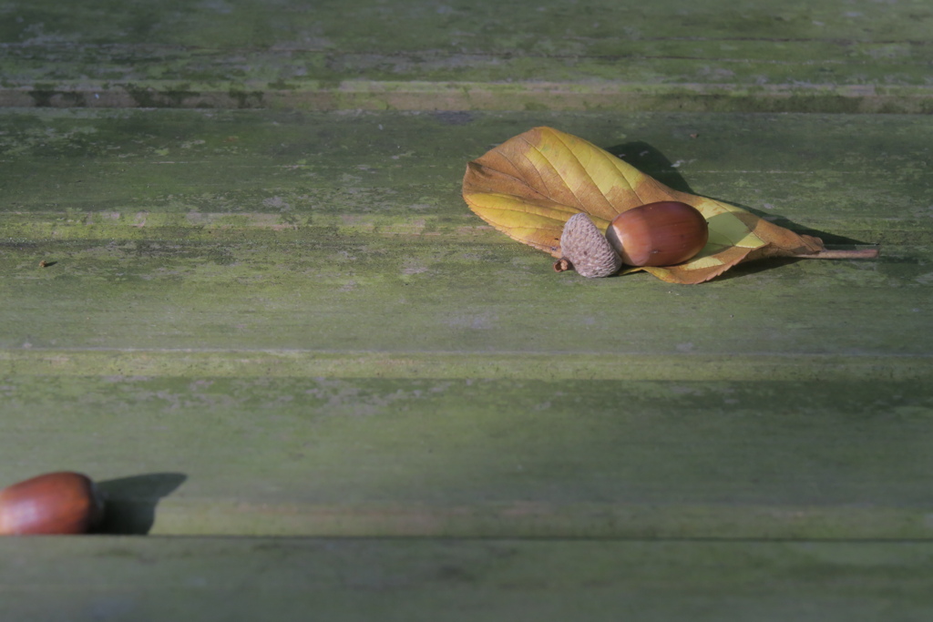 秋色詰め合わせ　弐