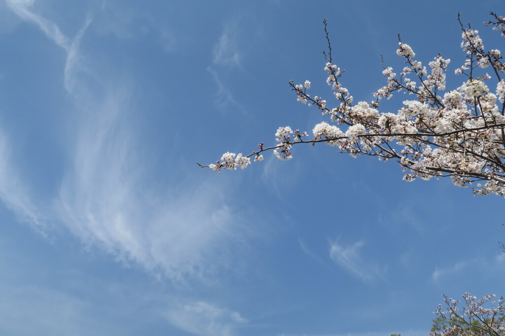 春に向かって