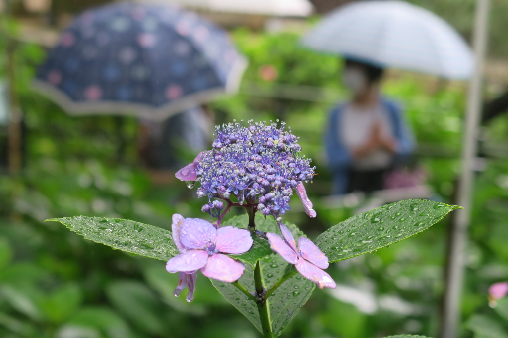 小糠雨の中で　弐