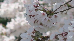 桜、