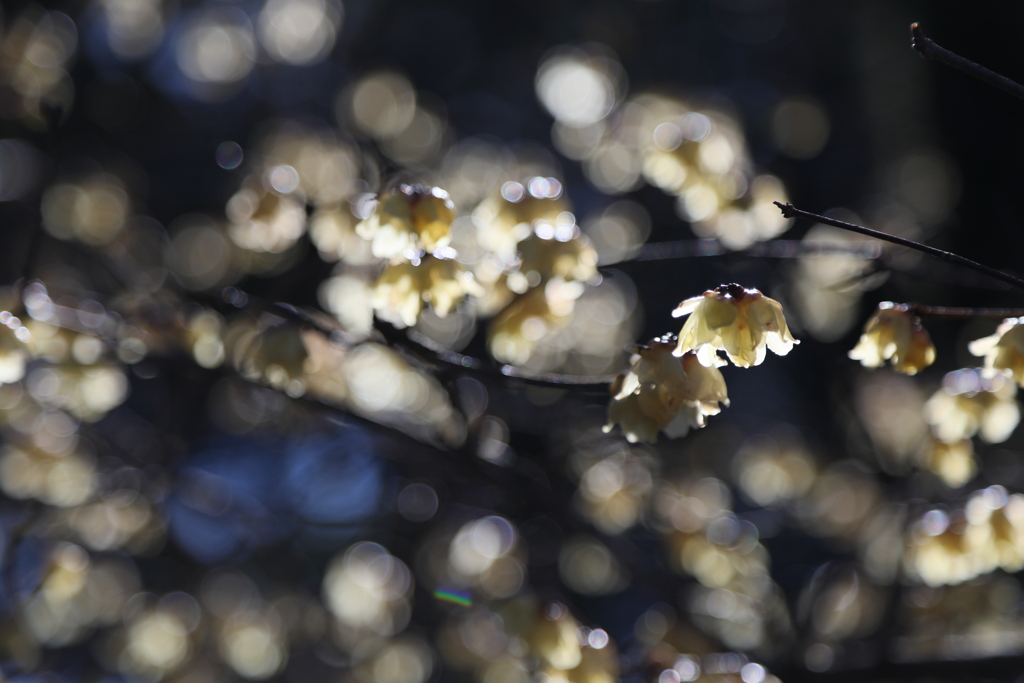 京都御苑　梅の花　其の参