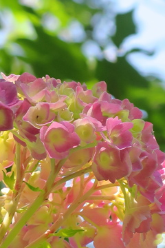 府立植物園にて　その伍