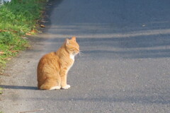 ねこ　見つめる