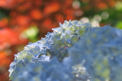 府立植物園にて　其の六