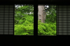 新緑の窓