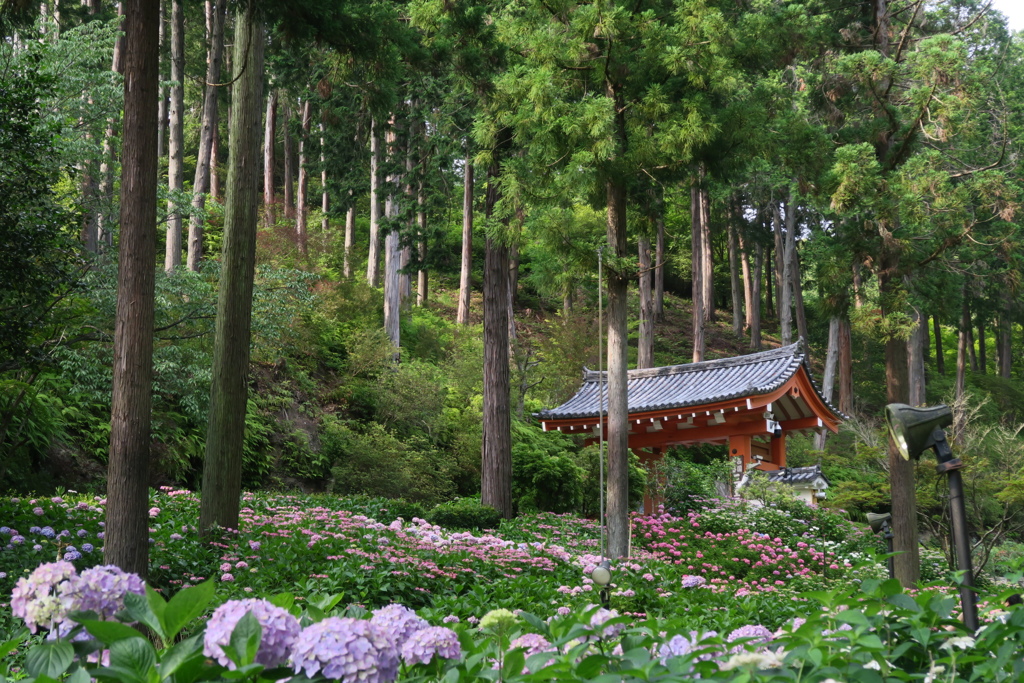 紫陽花寺　三室戸寺　弐