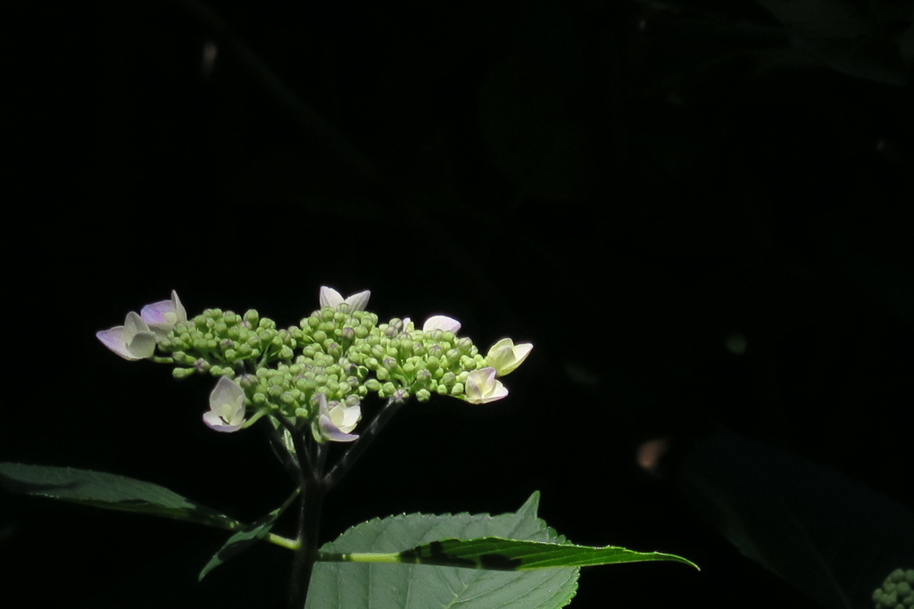 府立植物園にて　其の参