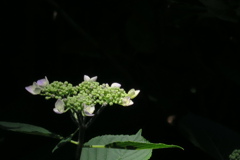 府立植物園にて　其の参