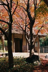 四阿の秋