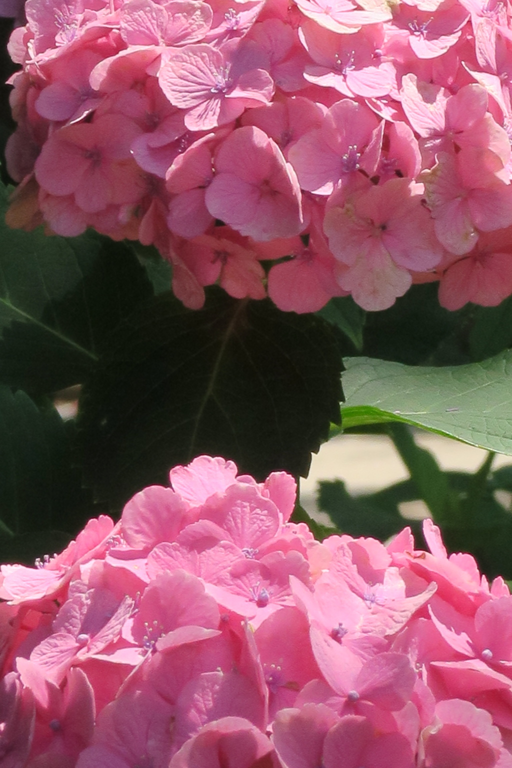 藤森神社　紫陽花其の壱