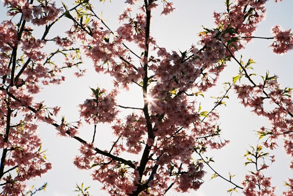 河津桜3