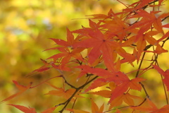 秋色詰め合わせ　其の弐　陸