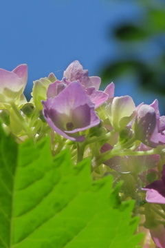府立植物園にて　其の壱
