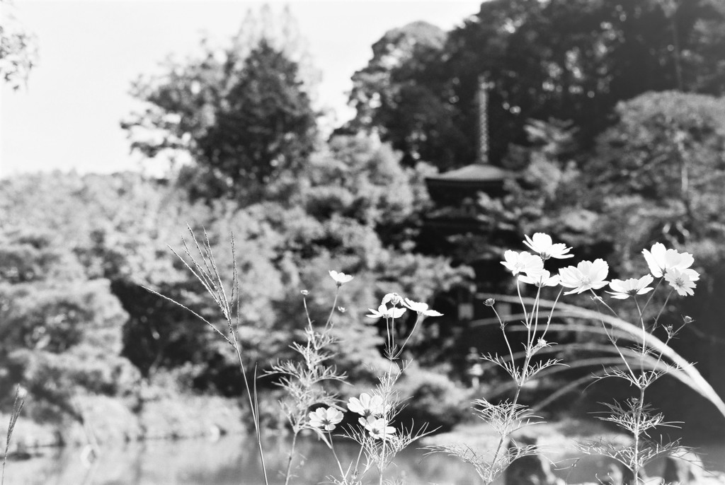 浄瑠璃寺