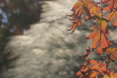 秋色詰め合わせ　壱