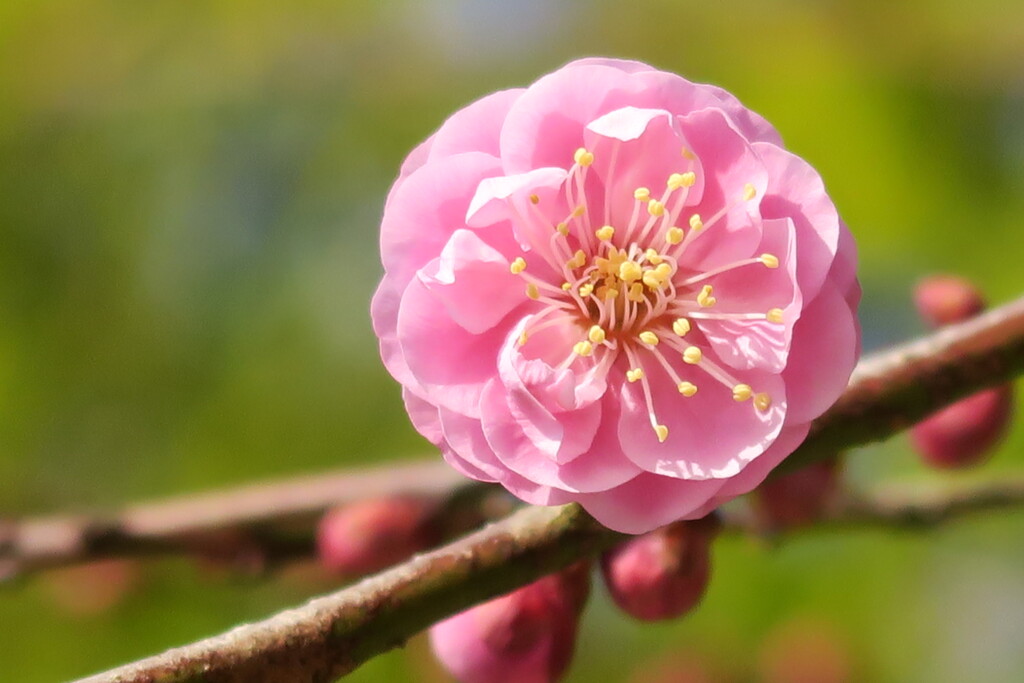 梅華 弐
