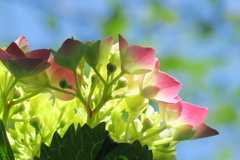 府立植物園にて　其の弐