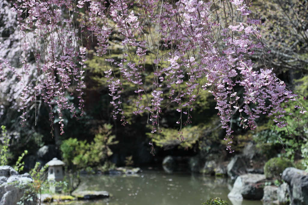 しだれ桜の風景