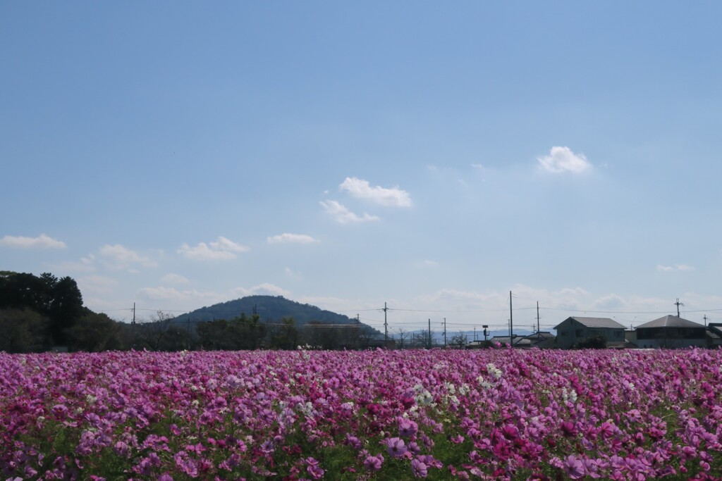 一面の秋桜