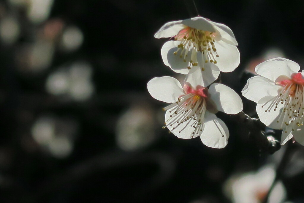 梅花
