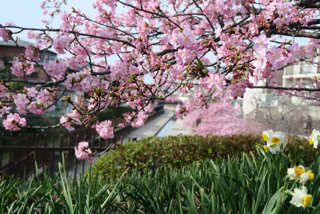 淀　春の風景