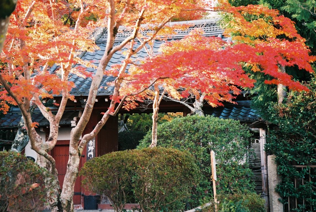 鷹峯　常照寺