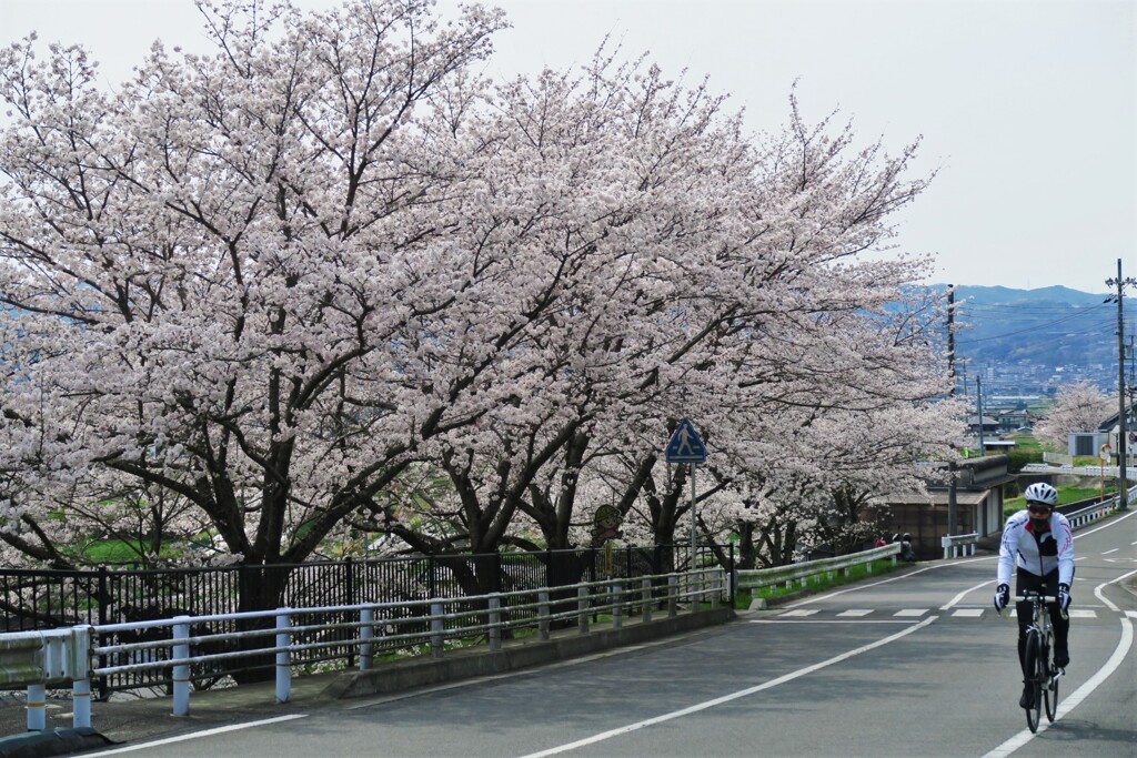 櫻の道
