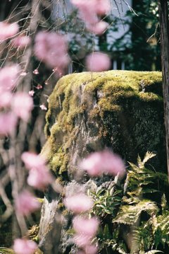 春の常照寺