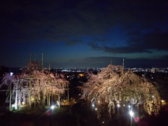 枝垂桜、黄昏