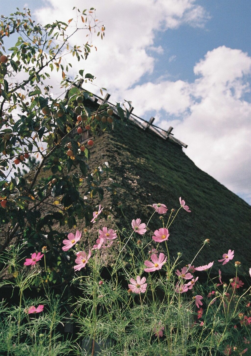 秋桜と茅葺屋根