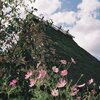 秋桜と茅葺屋根