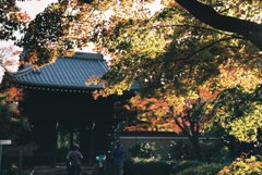 鷹峯　光悦寺