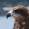 鳶