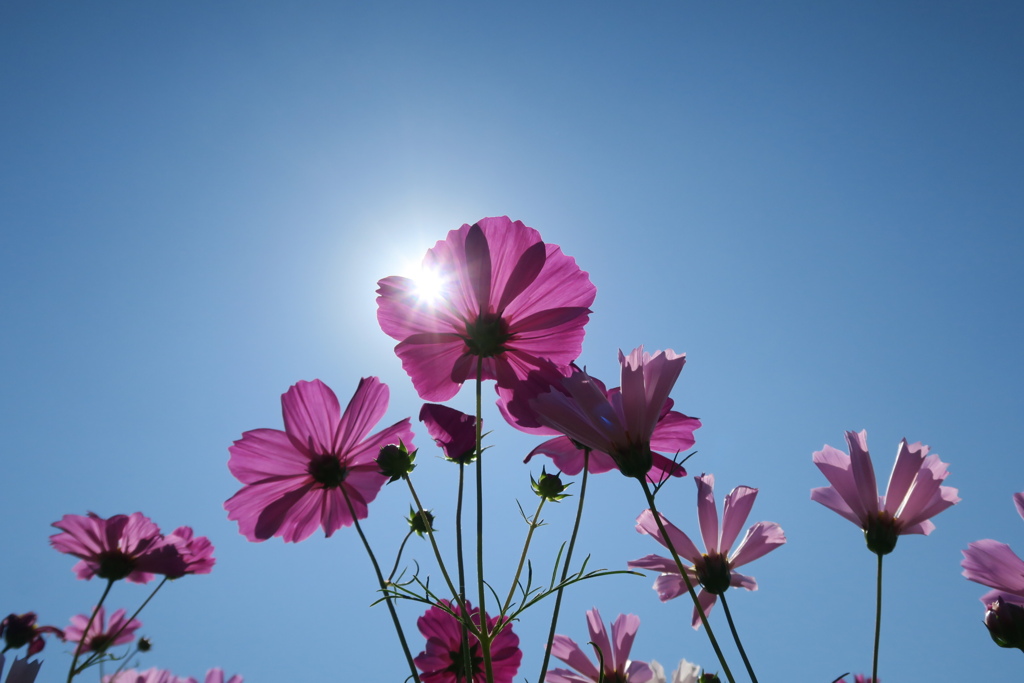 まほろばの秋桜　壱