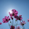 まほろばの秋桜　壱