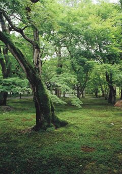 青紅葉と苔庭