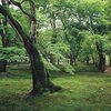 青紅葉と苔庭