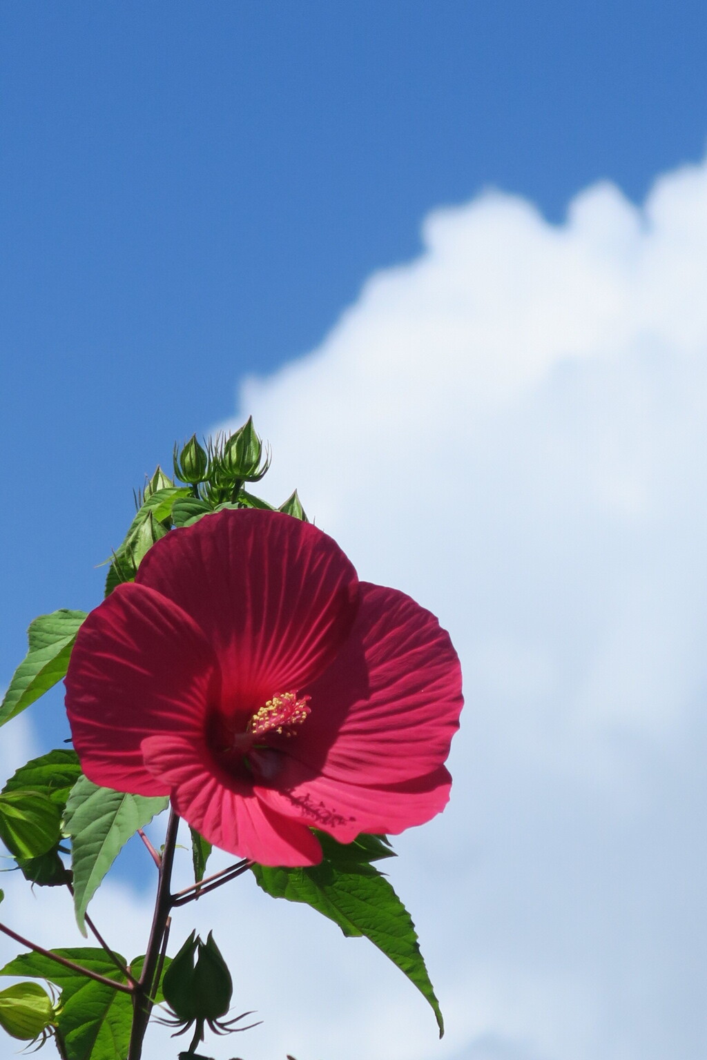 夏空に咲き誇る