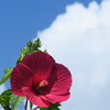 夏空に咲き誇る
