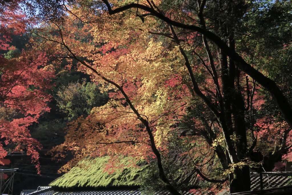 清滝　鳥居本其の弐