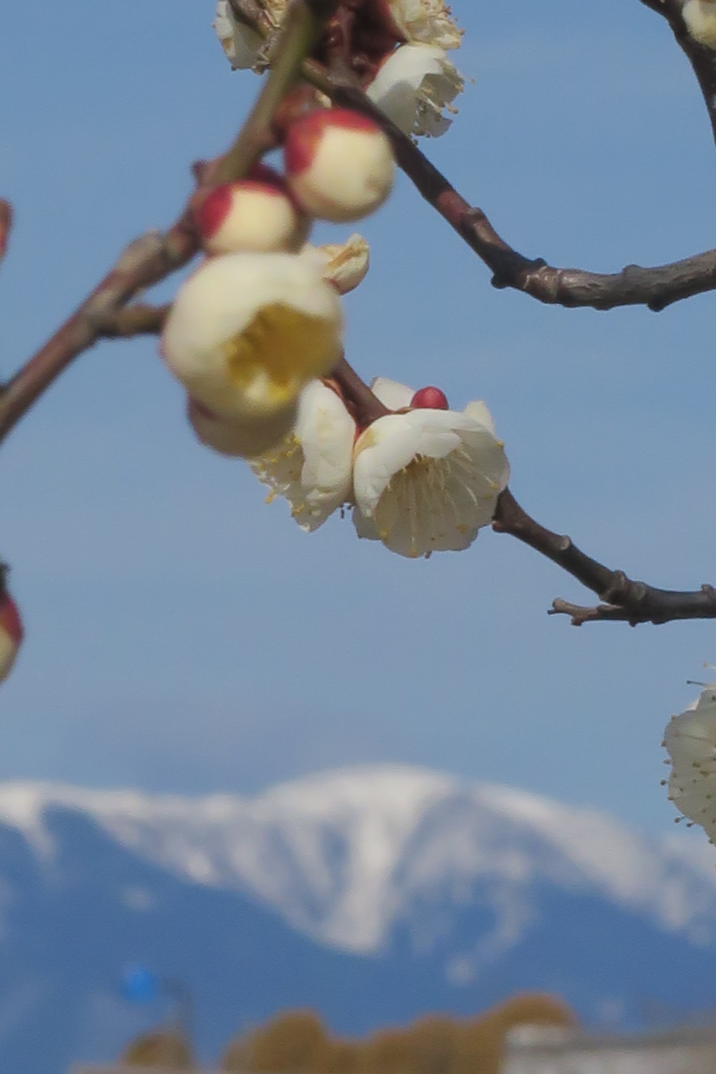 雪山と白梅　1