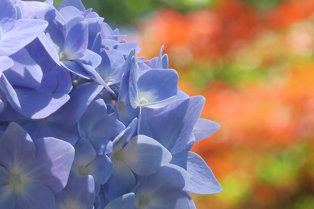 府立植物園にて　其の七
