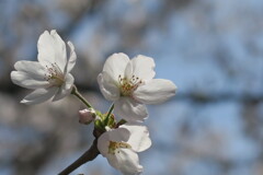 満開の染井吉野