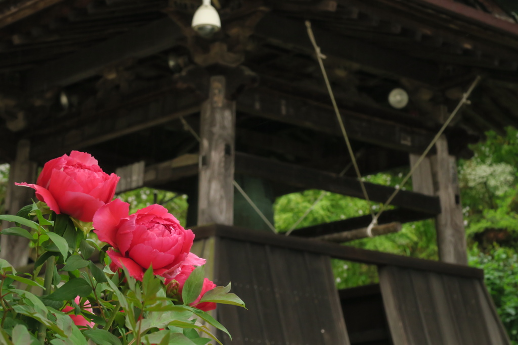 飛鳥　岡寺にて　壱　